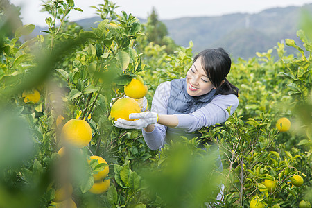 女青年采摘柚子图片