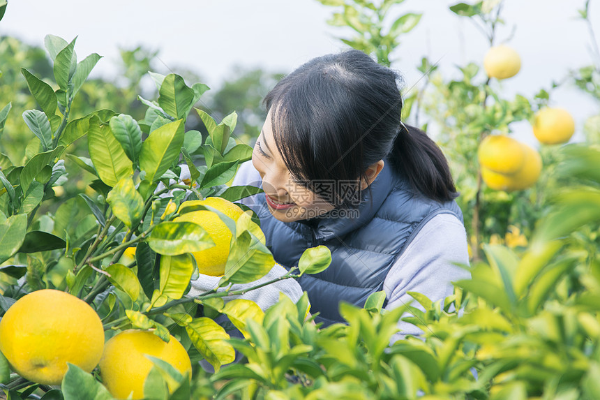 女青年采摘柚子图片