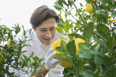 男青年在果园采摘柚子图片