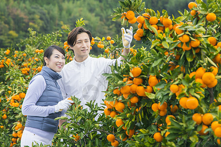 来橙子种植园采摘的情侣图片