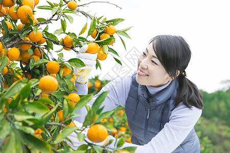 来橙子种植园采摘的女人图片