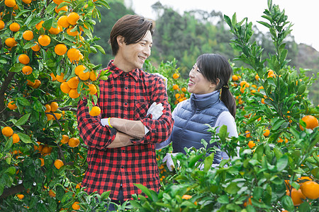 来橙子种植园采摘的情侣图片