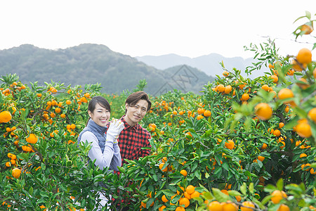 橘子园的果农夫妇图片