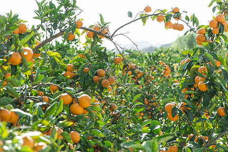 橘子种植园图片