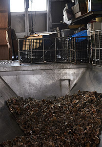 牡蛎养殖加工厂图片