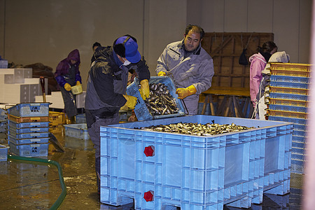 将新鲜的鱼倒入集装箱的渔民图片