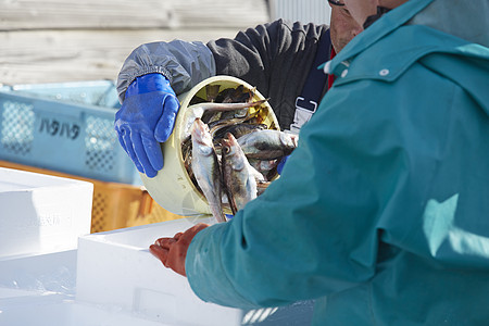日本渔民正在运输海鲜图片