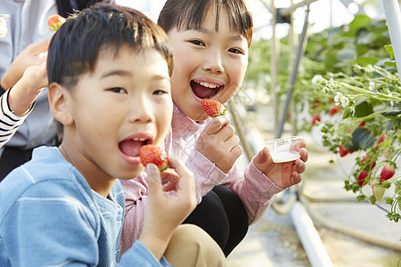 拿着草莓吃的小孩背景图片