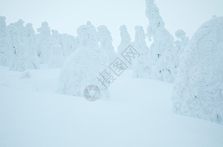 东北八大怪冬季被雪覆盖的树木和地面背景