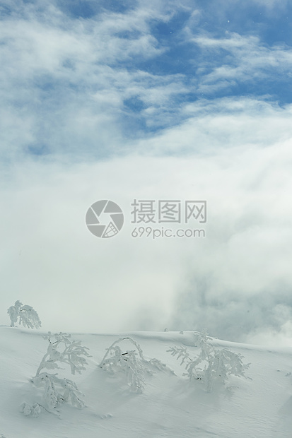 被白雪覆盖的森林图片