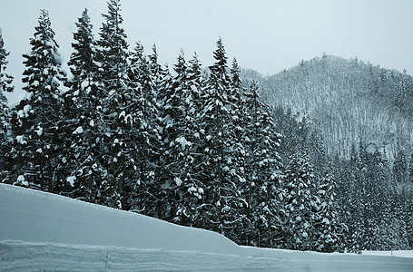 被白雪覆盖的森林图片