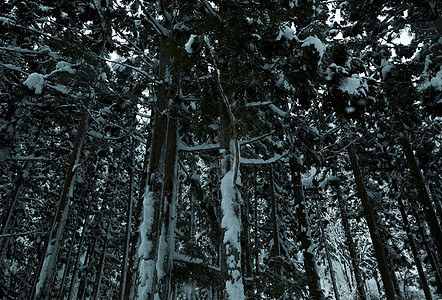 冬季被雪覆盖的树木图片