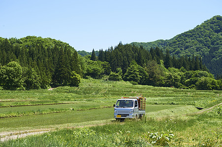 田间小路里运输水稻幼苗的卡车图片