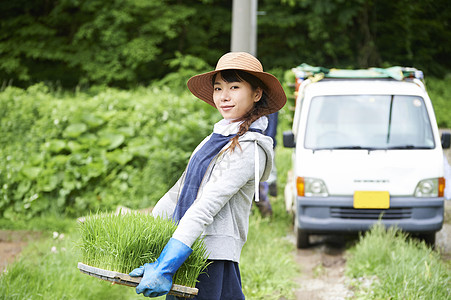 戴着草帽搬运水稻苗的年轻女性背景图片