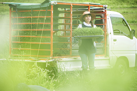 戴着草帽搬运水稻苗的年轻女性图片