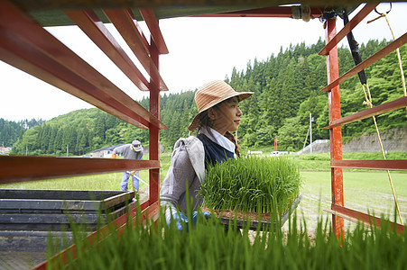 戴着草帽搬运水稻苗的年轻女性背景图片
