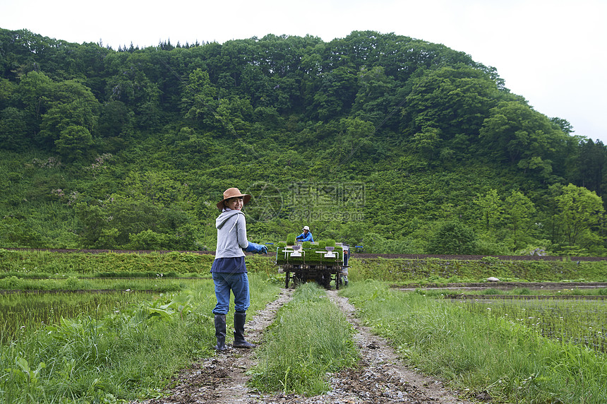 种植水稻在田地里休息的年轻农民图片