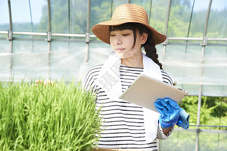 妇女在检查温室水稻幼苗的生长图片