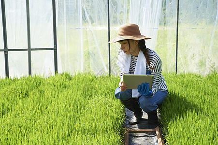 妇女在检查温室水稻幼苗的生长图片