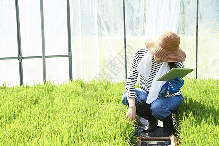 农业培育温室水稻幼苗的女性图片