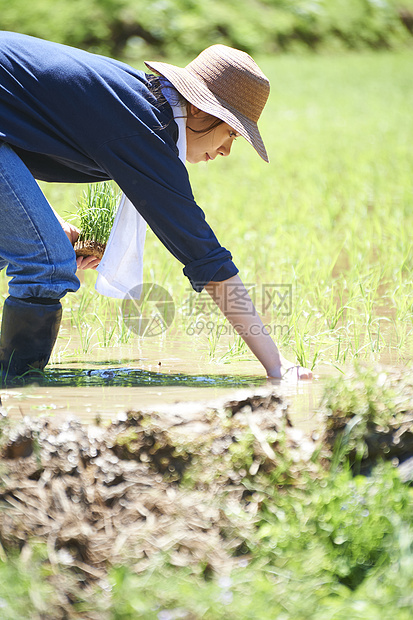 田野里一个女人种植水稻图片