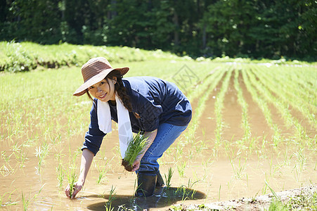 田野里一个女人种植水稻图片