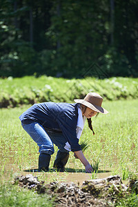 田野里一个女人种植水稻图片