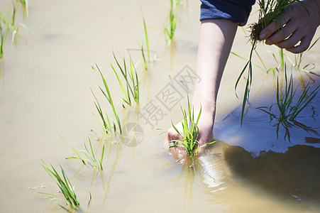 一个女人种植水稻图片