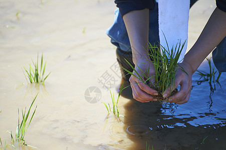 一个女人种植水稻图片