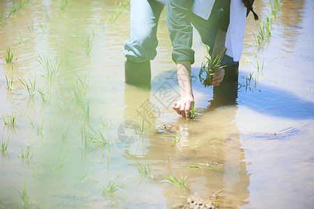 一个女人种植水稻图片