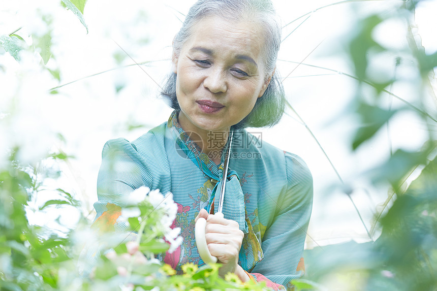 采花的老年阿姨图片