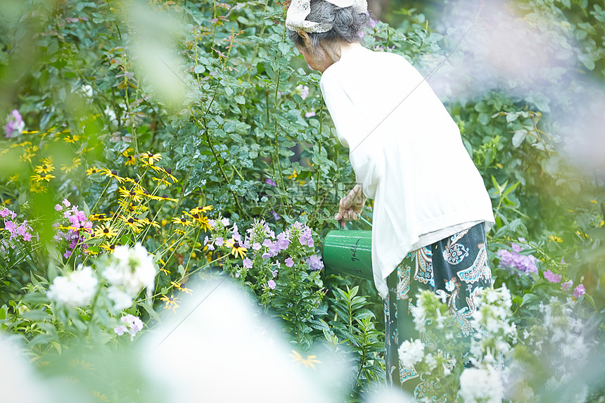 花园里浇水的老年女性背影图片