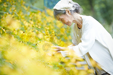 在庭院里采摘花的老年妇女图片