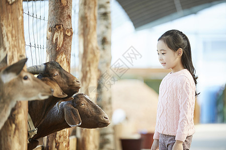 小女孩给山羊投食图片