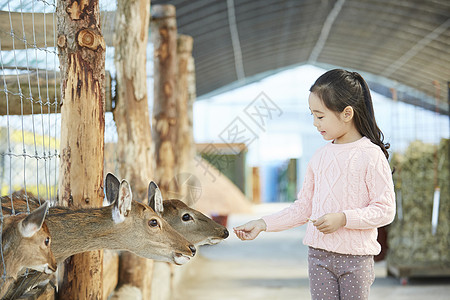 小女孩跟小鹿小女孩在农场里体验小鹿背景