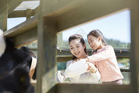 母女在农场里体验喂养奶牛图片