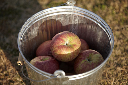 水桶里的苹果图片
