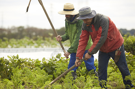 外国人体验种植生活图片