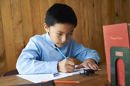 观察甲虫的小男孩图片