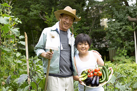 爷爷和孙子在菜园里采摘蔬菜图片