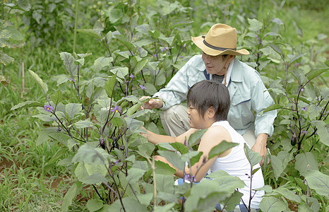 户外乡村男孩采摘蔬菜图片