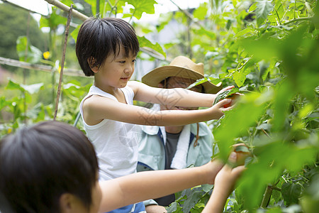 户外乡村男孩采摘蔬菜图片