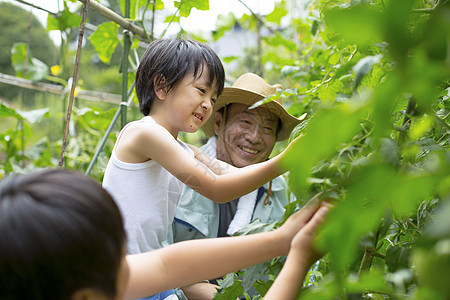 爷爷看着男孩采摘蔬菜图片