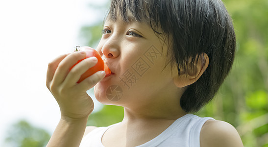 暑假在田地里采摘水果的小男孩图片