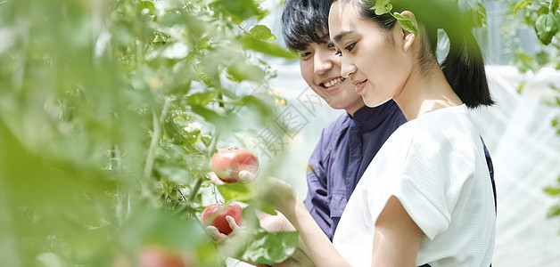 番茄菜地大农场男人和女人耕种房子耕种图片