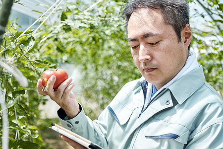 养殖商业男子检查蔬菜图片