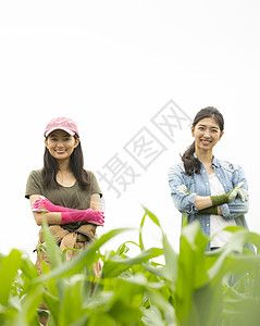 女人们在农田里干活背景图片