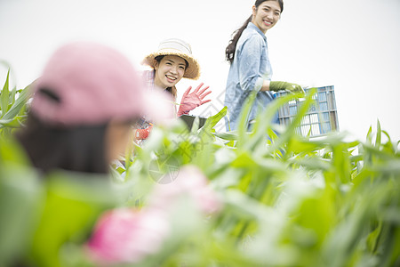 女人们在农田里干活背景图片