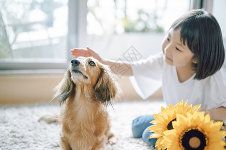 小女孩和向日葵抚摸宠物狗的小女孩背景