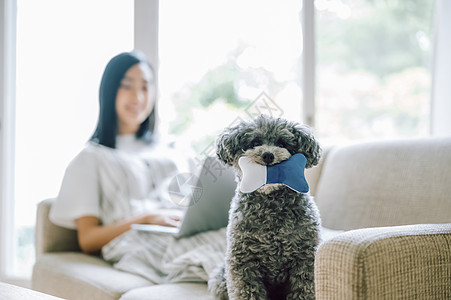 房间女人养着可爱宠物狗图片素材